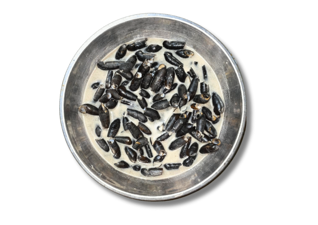Kerang Cuco Rebus